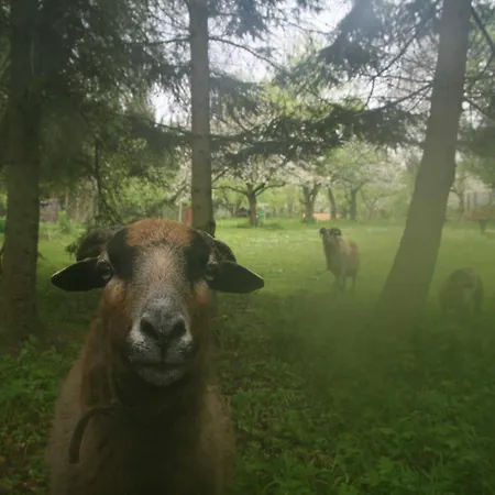 Alloggio per agriturismo Am Kleinbauernhof Bei Kuehlungsborn Gersdorf (Mecklenburg-Vorpommern)
