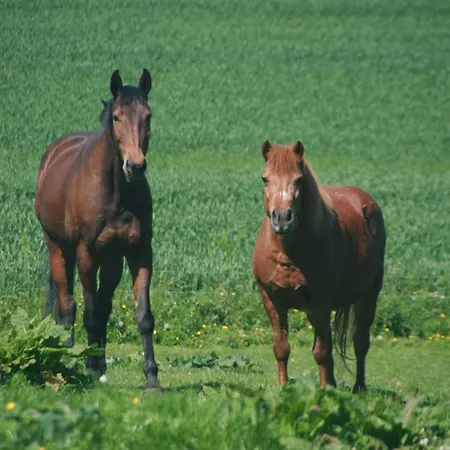 Alloggio per agriturismo Am Kleinbauernhof Bei Kuehlungsborn Gersdorf (Mecklenburg-Vorpommern)