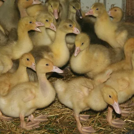 Alloggio per agriturismo Am Kleinbauernhof Bei Kuehlungsborn Gersdorf (Mecklenburg-Vorpommern)