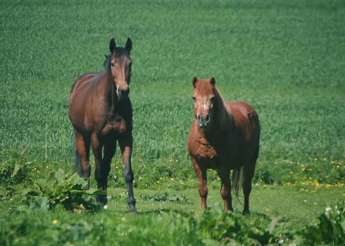 Bauernhof Am Kleinbauernhof Bei Kühlungsborn Gersdorf (Mecklenburg-Vorpommern)