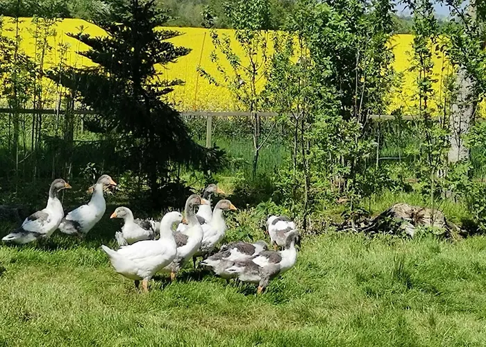 Am Kleinbauernhof Bei Kühlungsborn Gersdorf (Mecklenburg-Vorpommern)